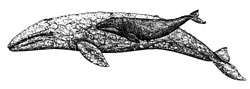 Gray Whale drawing