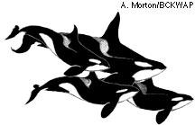 Orca pod drawing