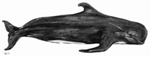 pilot whale drawing