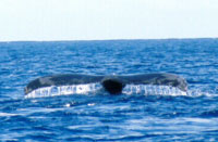Humpback whale Fluke- Silver Bank, D.Republic 2001