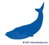 Blue whale drawing