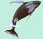 whale clip art