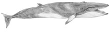 Minke whale drawing