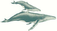 humpback whale drawing